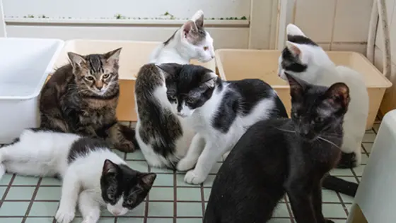 複数の猫がいる室内で清掃対応するイメージ